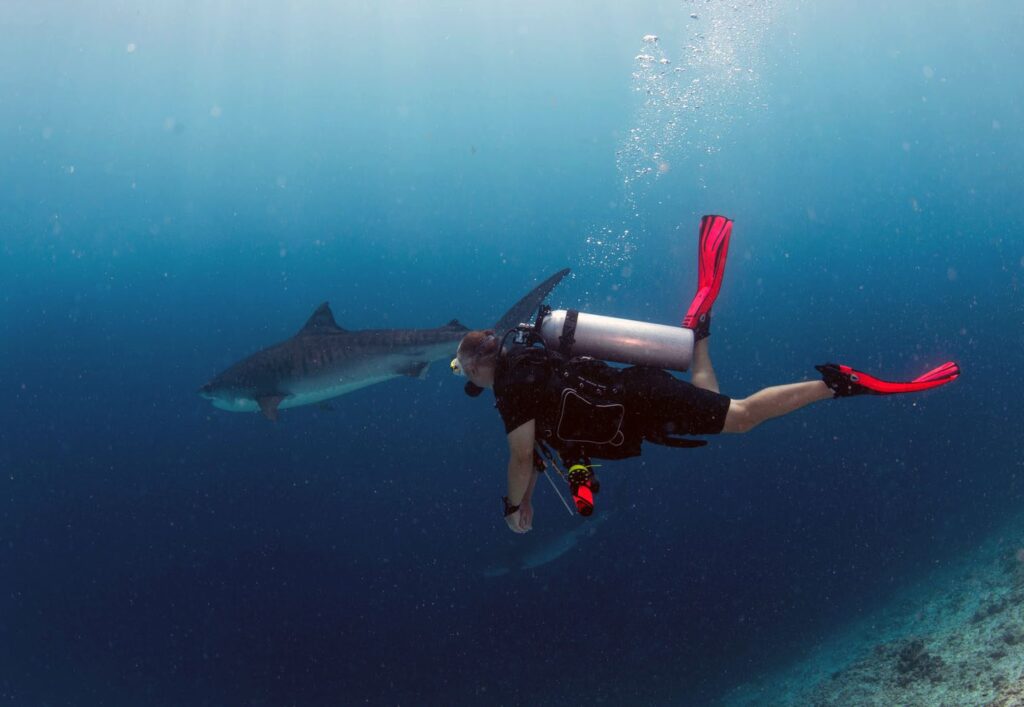 Squalo tigre delle Maldive