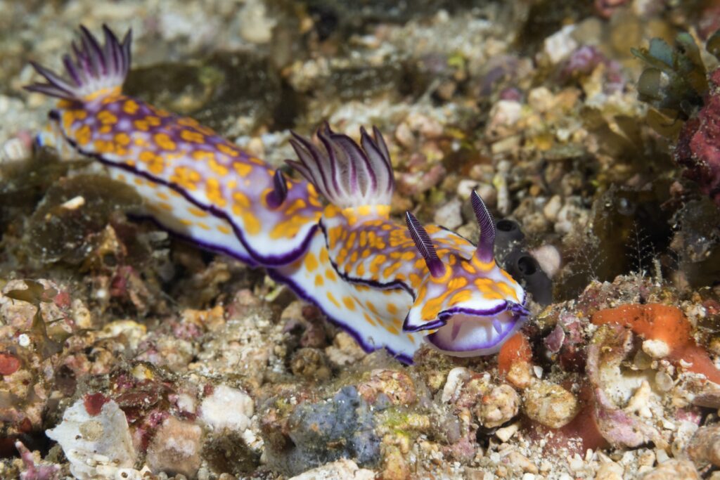 12 Reasons Wakatobi Resort Is a World-Class Dive Destination 6 best diving and snorkelling