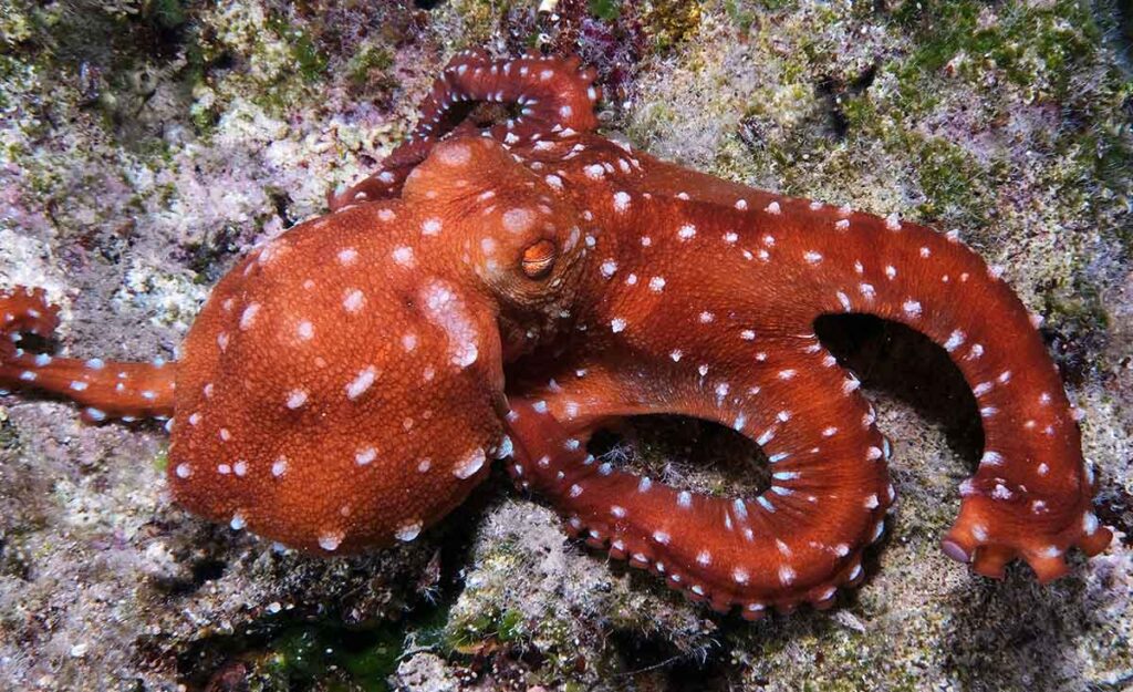 Octopus