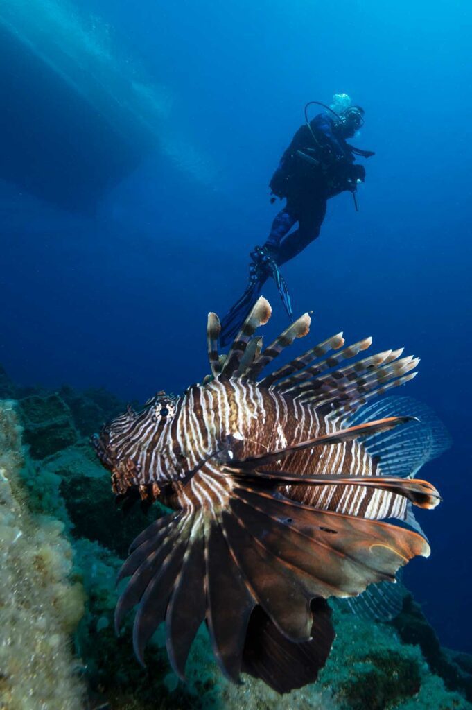 Diver and lionfish