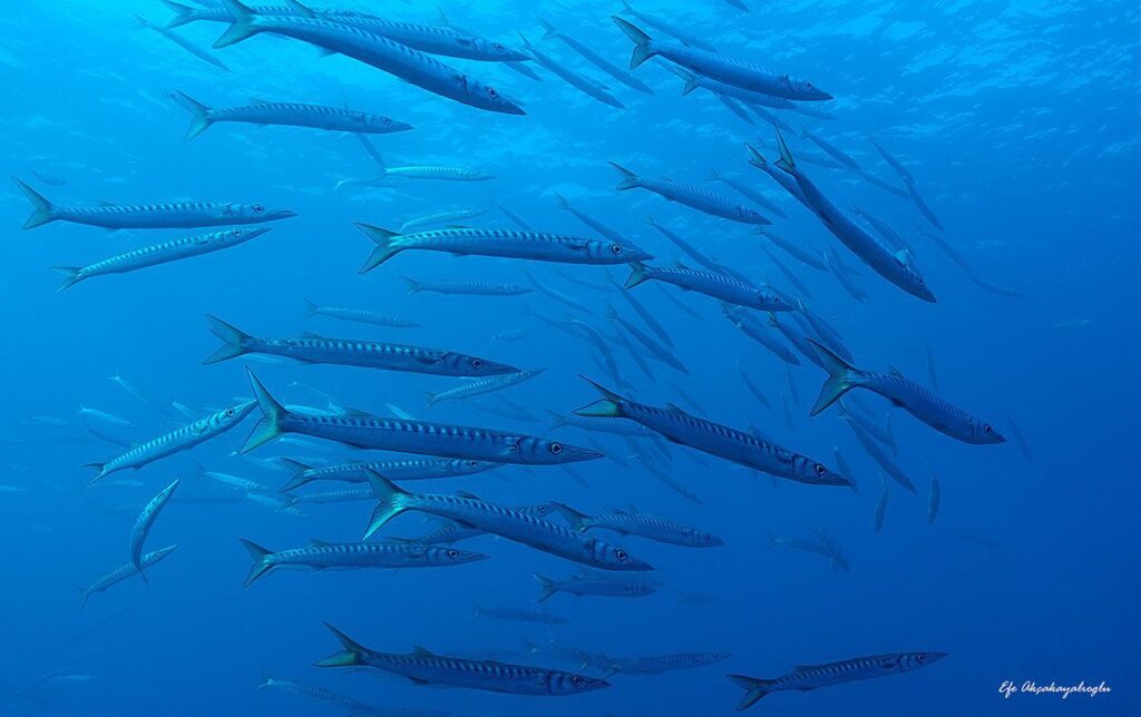 barracudas