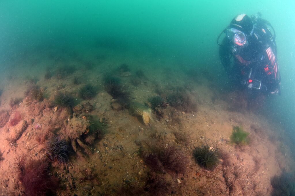 Molta attività dei crostacei