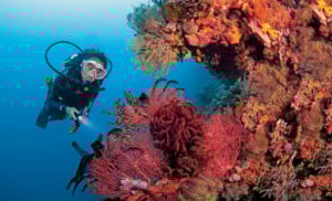 Anda Reef Scene – Scuba Diving in Philippines
