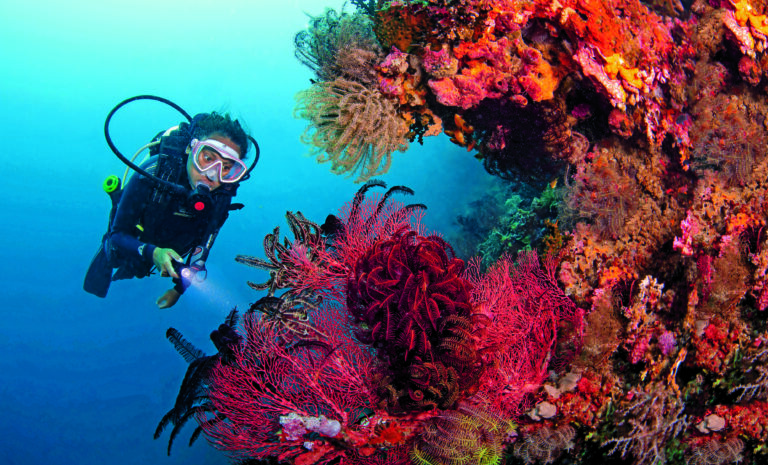 Anda Reef Scene – Scuba Diving in Philippines