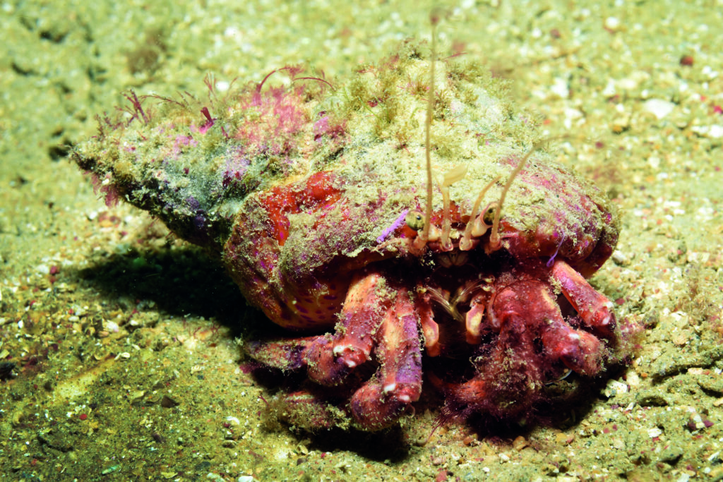 Hermit crab
