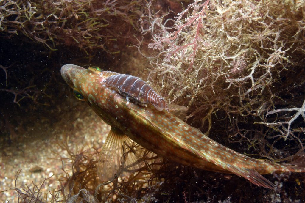 Parasitic Anilocra riding on a wrasse