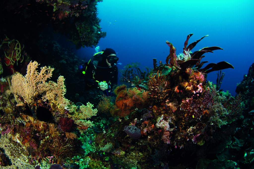 Komodo to Raja Ampat: Diving Across the Banda Sea 2 The Dive