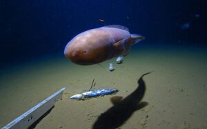 First humans dive Japan’s depths
