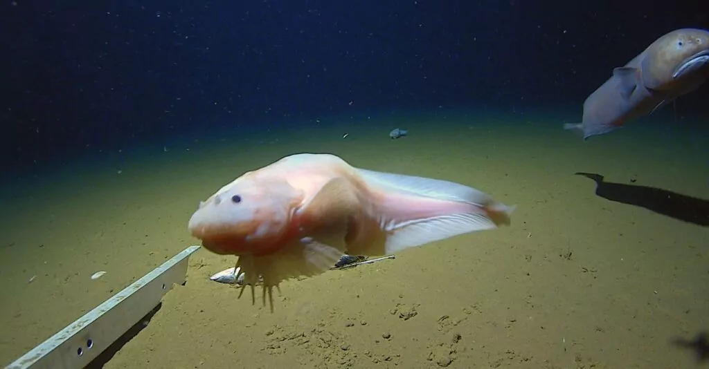 Pierwsi ludzie nurkują w głębinach oceanu Japonii