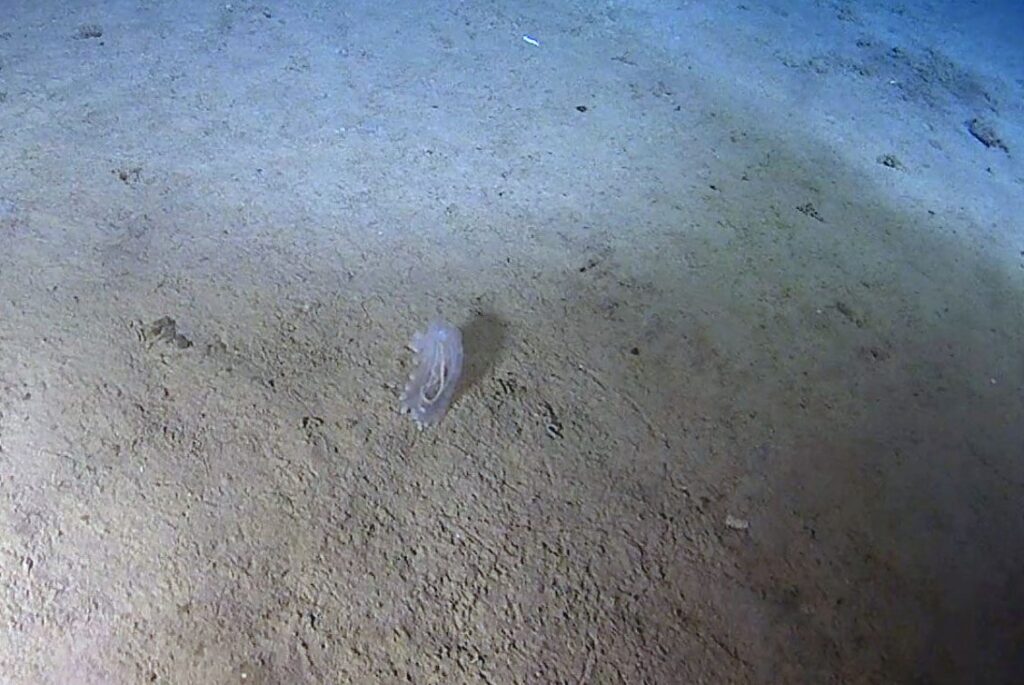 First humans dive Japan’s ocean deeps