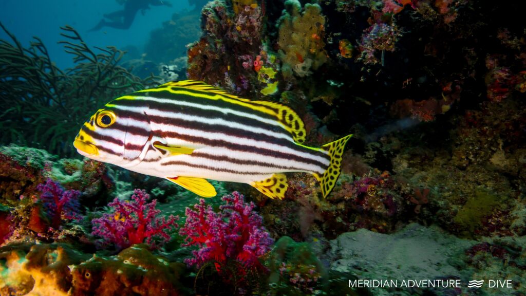 Gné créatúir Raja Ampat Sweetlips