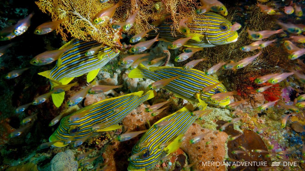 Característica de la criatura Raja Ampat Sweetlips