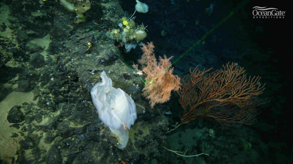 A wide variety of corals and sponges live on the deep-sea reef (OceanGate Expeditions)