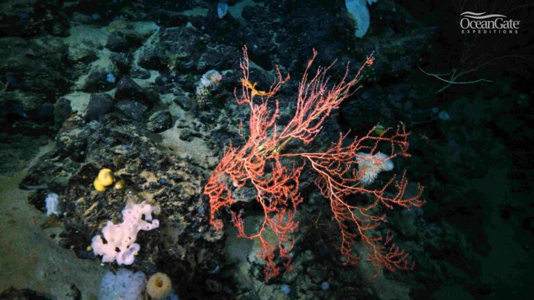 Bright red coral on the deep-sea ridge (OceanGate Expeditions)
