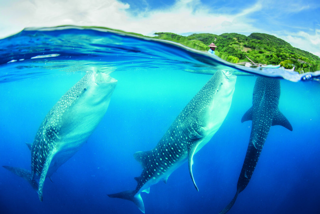 ving with the gentle giants of the oceans, whalesharks, is on your list, a day drip to Oslob