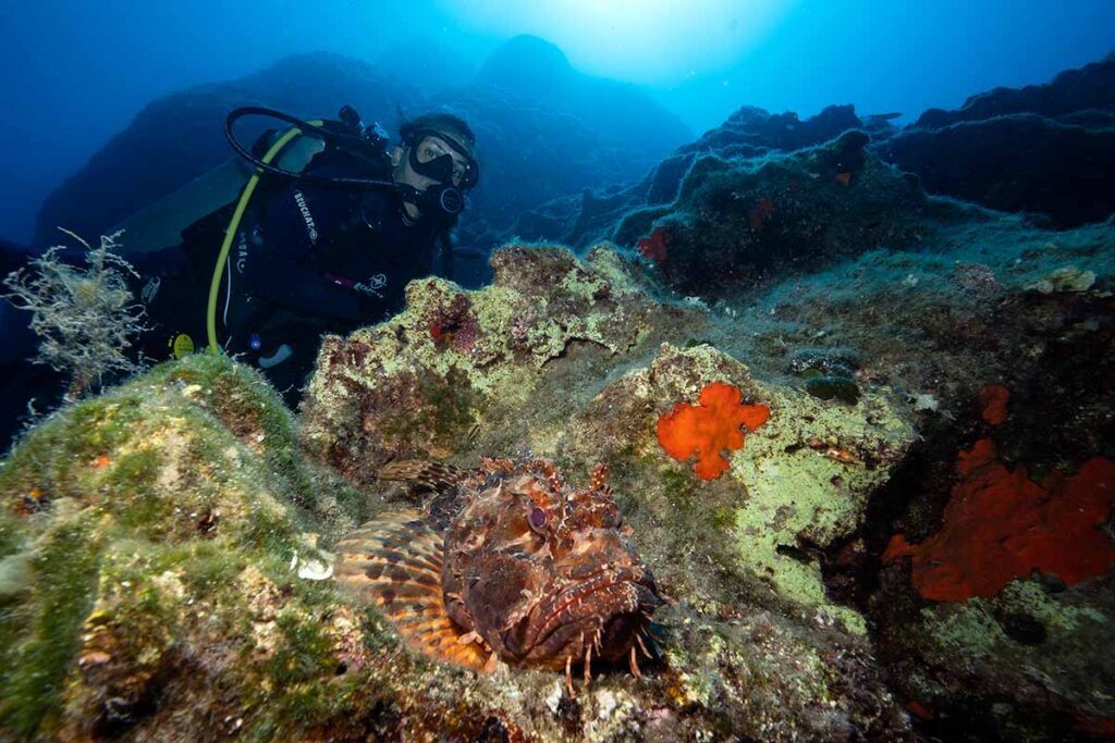 Scorpionfish