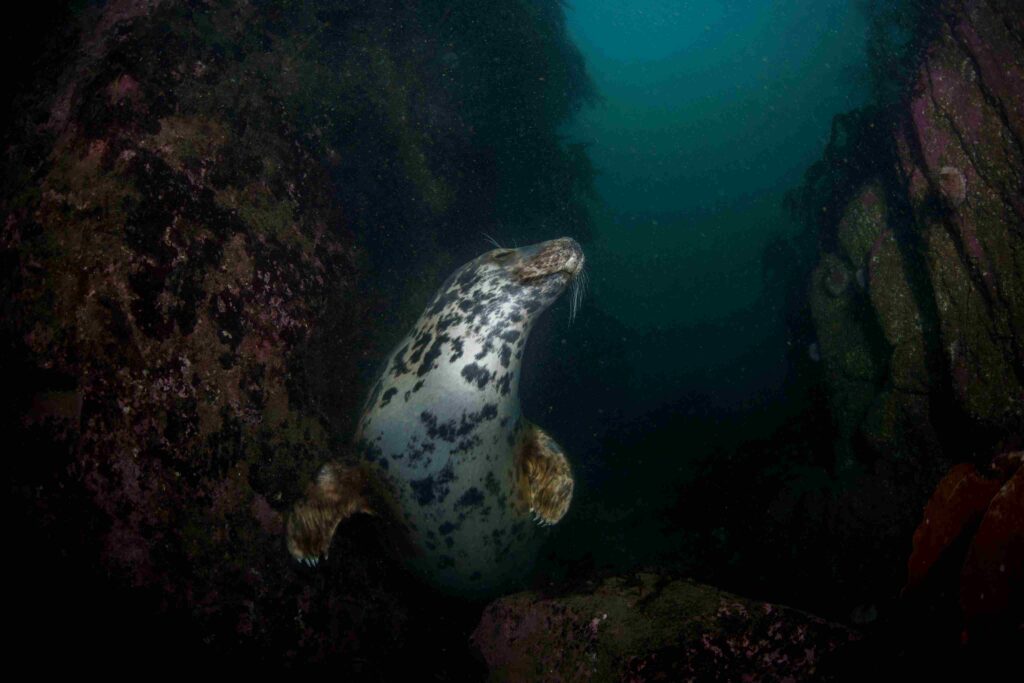 Zeehonden van de Farnes