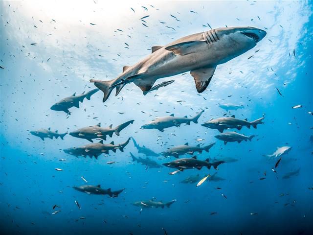 Gagnante des Requins du Monde 2021 (Tanya Houppermans, États-Unis)