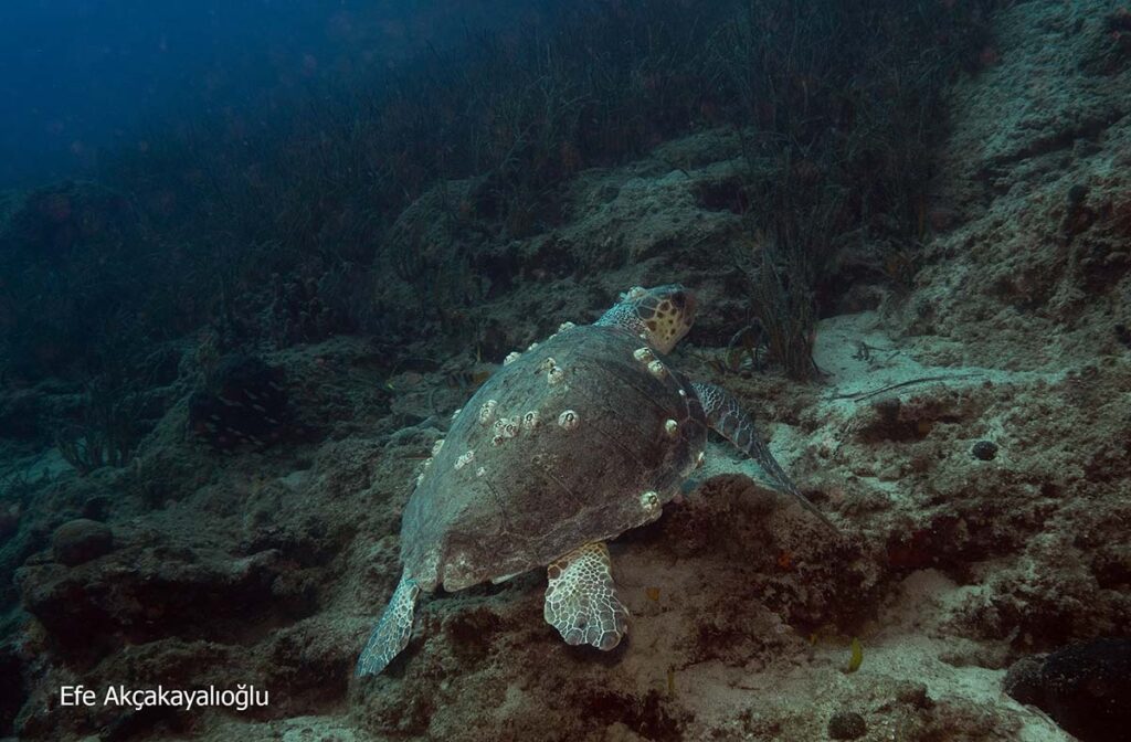 Loggerhead skildpadde