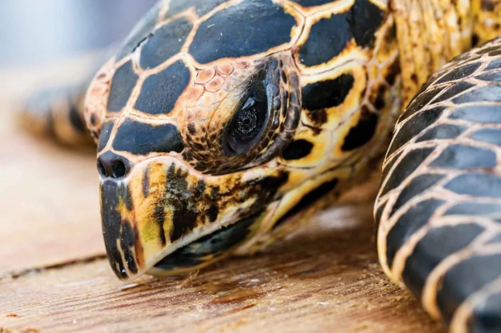 gefährdete Schildkröten