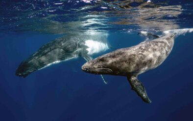 Humpback whales (Elianne Dipp / Pexels)