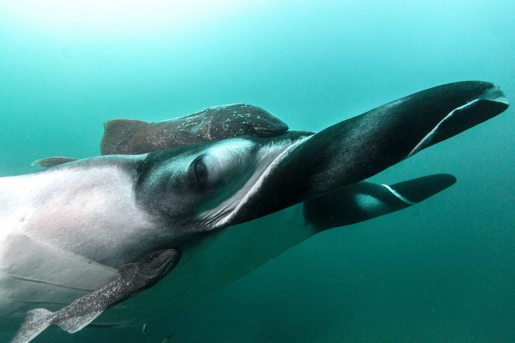 Ang mga higanteng manta ay nakahanap ng maraming pagkain sa mga upwelling sa labas ng Ecuador at Peru (OSU)