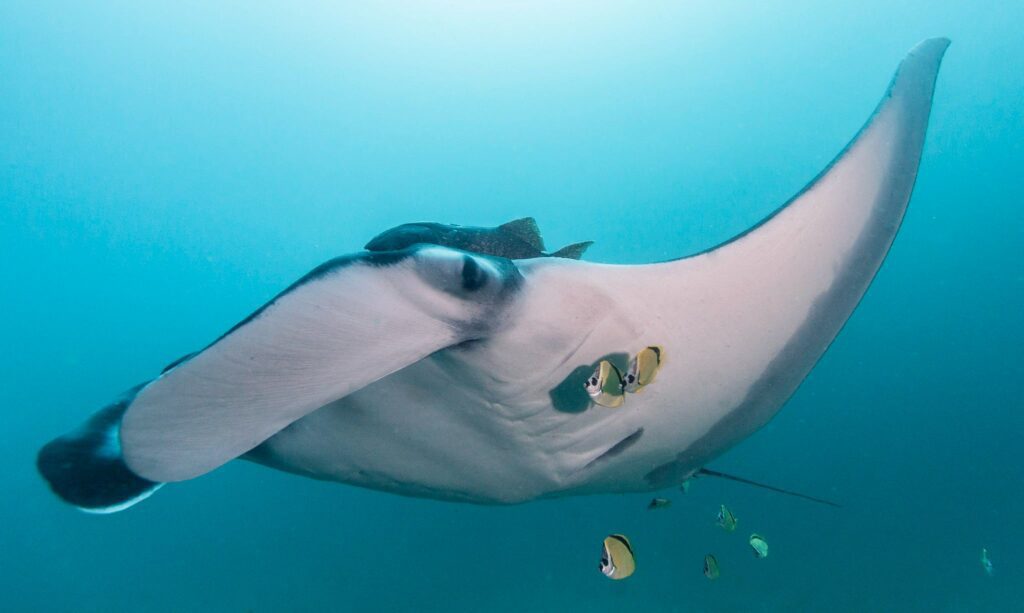 There is a measure of protection for mantas in Ecuador and Peru (OSU)
