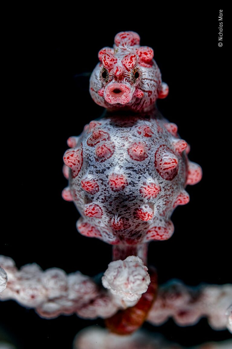 A Tight Grip , pygmy seahorse (Nicholas More / Wildlife Photographer of the Year)