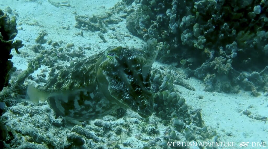 Raja Ampat Creature Feature Big Cuttlefish