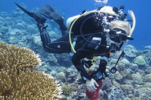 Rebecca Albright diving in Palau, where the corals for the study were collected (California Academy of Sciences)