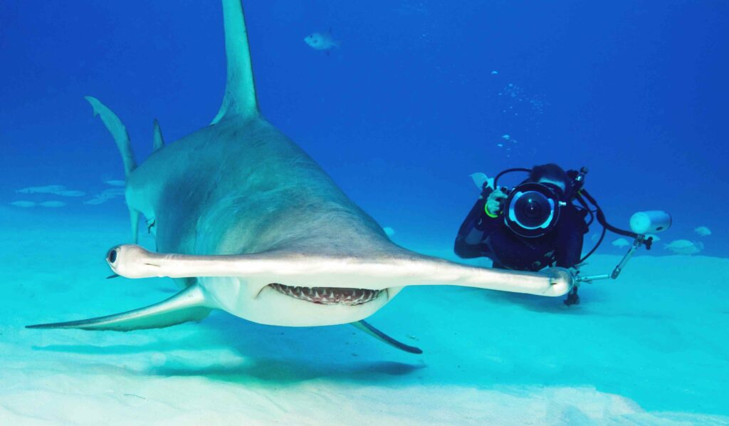 Hammerhead sharks get a new deal in Panama (Marko Dimitrijevic)