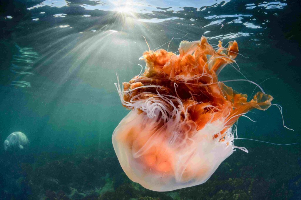 Lion's mane jellyfish (Kirsty Andrews / MCS)