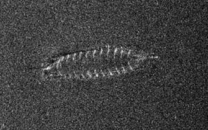 Norwegian wood: Sonar image from an AUV showing the wooden frame of a clinker-built mediaeval vessel (FFI / NTNU)