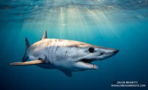 Mako shark (Jacob Brunetti)
