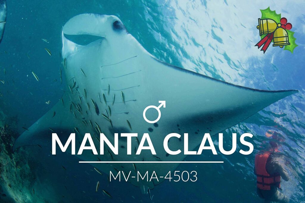 Manta Claus