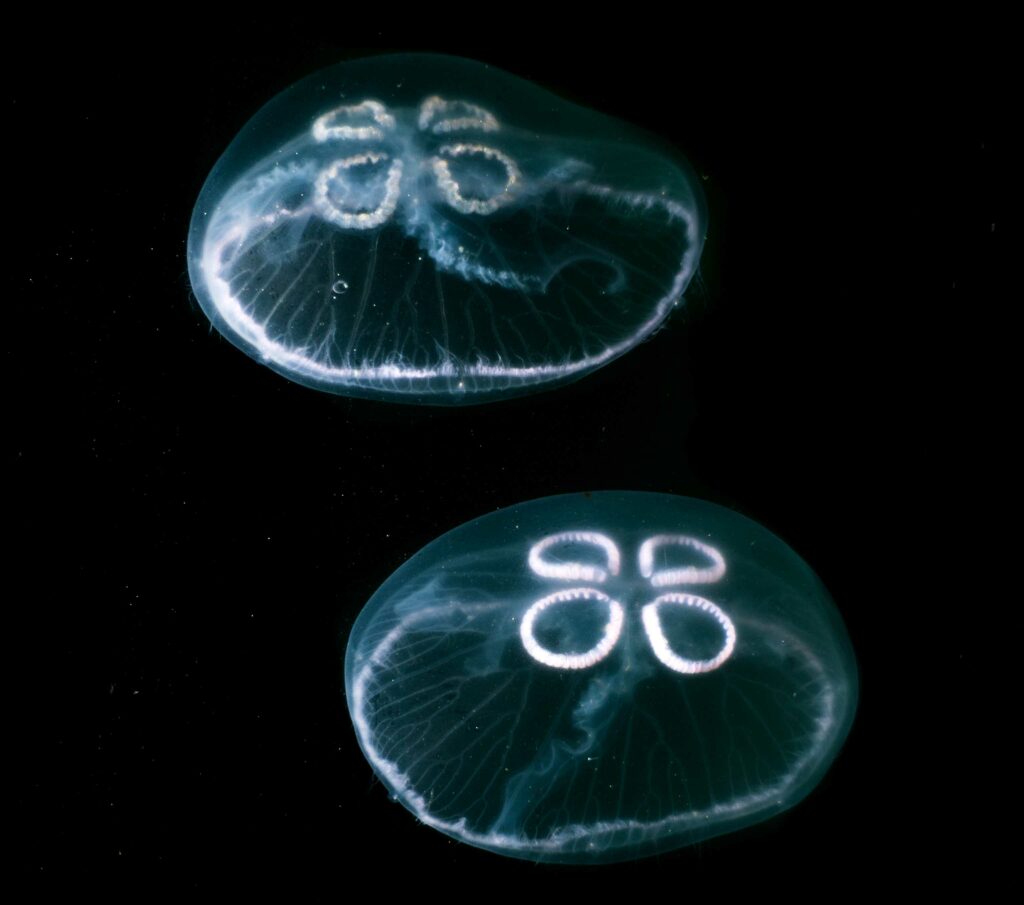 Moon jellyfish (Mark Kirkland / MCS)