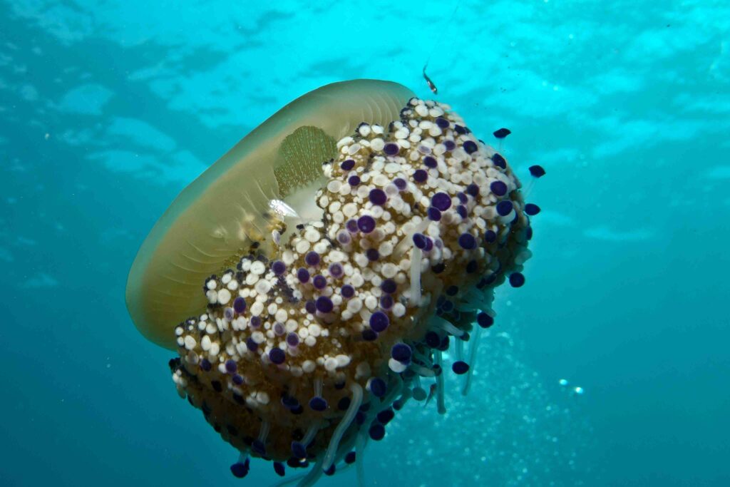 Barrel jellyfish (Peter Bardsley / MCS)