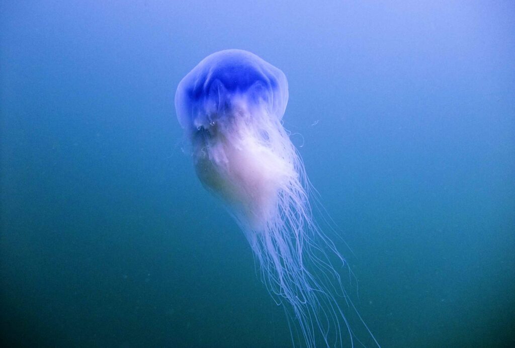Blue jellyfish (Peter Bardsley / MCS)