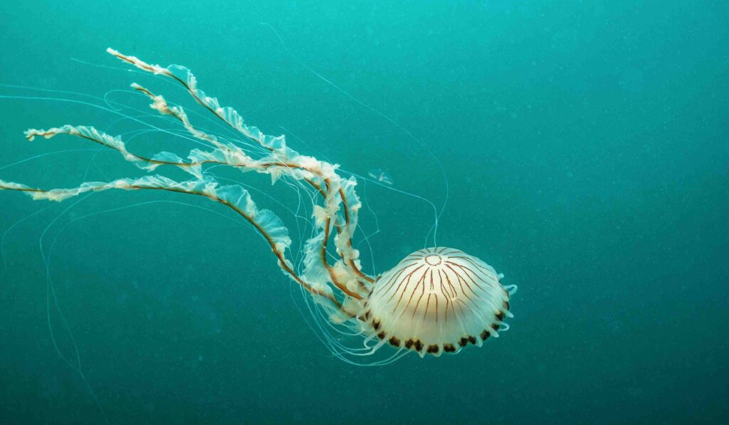 Compass jellyfish (Peter Bardsley / MCS)