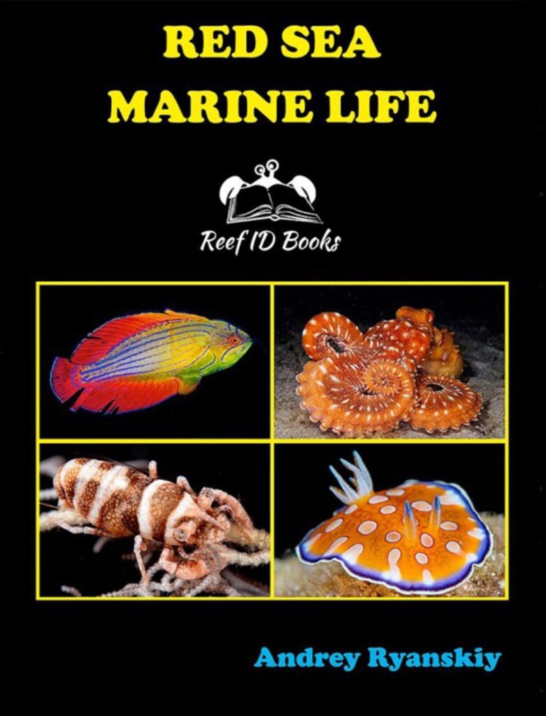 Pabalat ng aklat ng Red Sea Marine Life