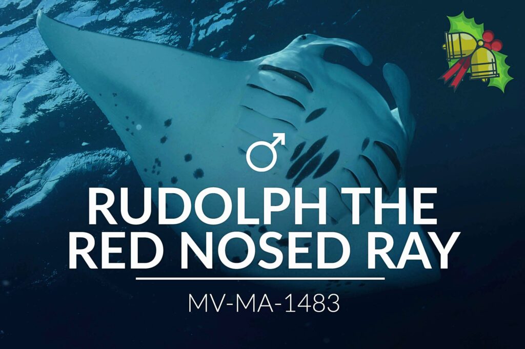 Rudolph the Red-Nosed Ray
