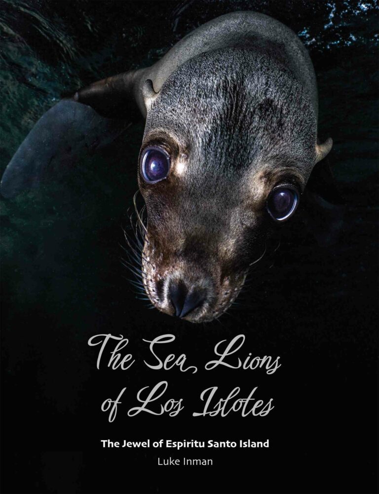 Sea Lions of Los Islotes book cover
