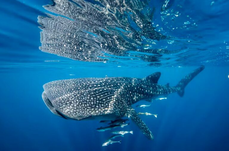 This whale shark bears a scar from colliding with a boat (David Robinson, author provided)
