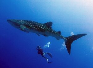 Whale shark encounters are possible year-round