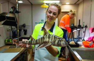 CSIRO’s Helen O’Neill with the undescribed striped horn shark (CSIRO / Frederique Olivier)