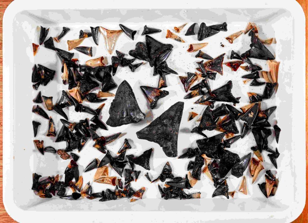 Some of the 750 shark teeth from across time (Museums Victoria)