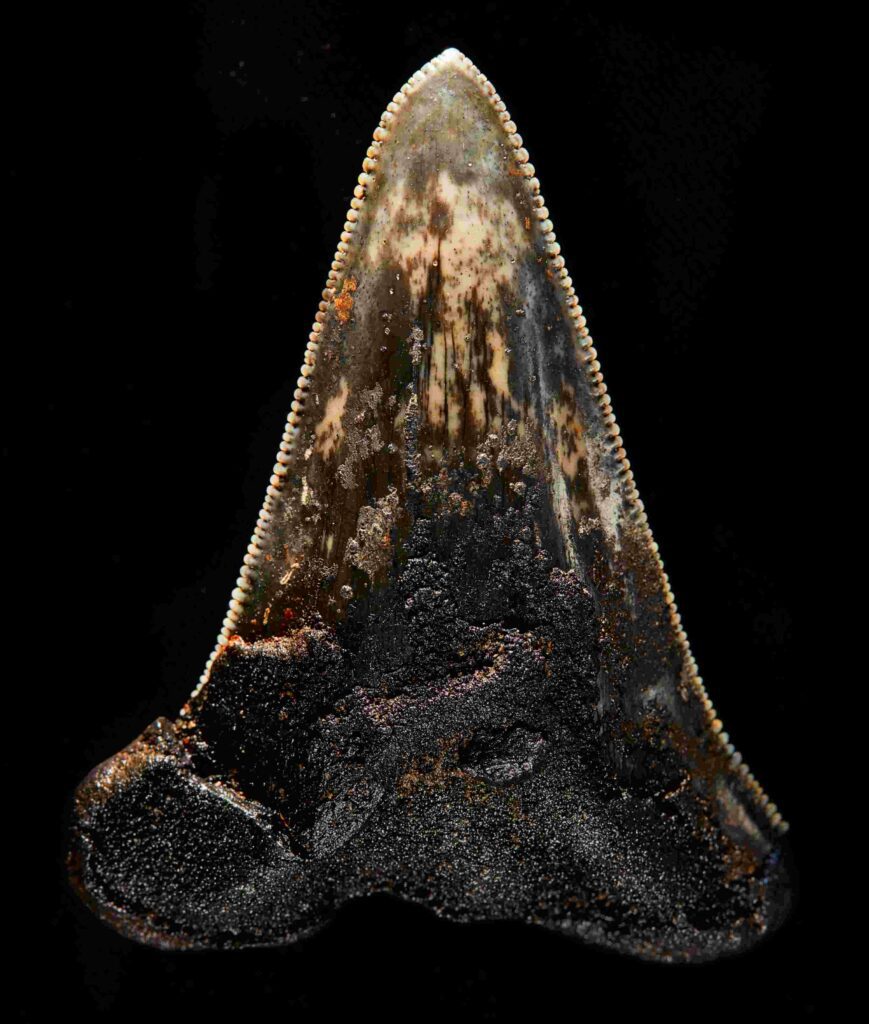 Tooth from a megalodon ancestor (Museums Victoria / Ben Healley)