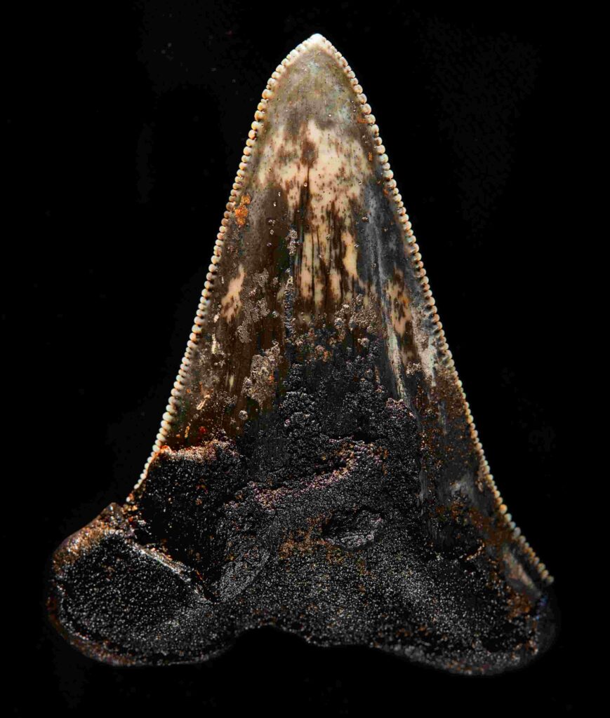 Dinte de la un strămoș megalodon (Muzeele Victoria / Ben Healley)