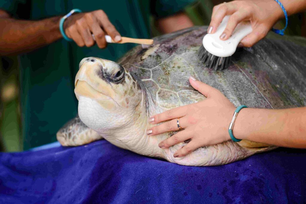 The well-groomed turtle (NMA)