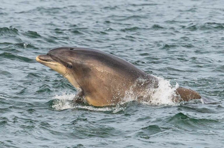 Bottlenose dolphin in Scottish seas (Caroline Legg)